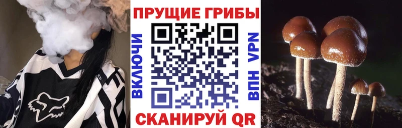 KRAKEN вход  Тамбов  Галлюциногенные грибы MAGIC MUSHROOMS  даркнет сайт 